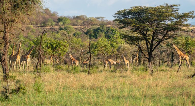 Pian Upe Game Reserve | Uganda Game Reserves.