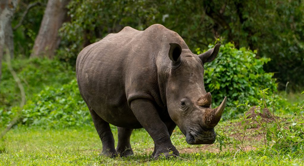 Ziwa Rhino Sanctuary | Uganda Rhino Tracking Expeditions.